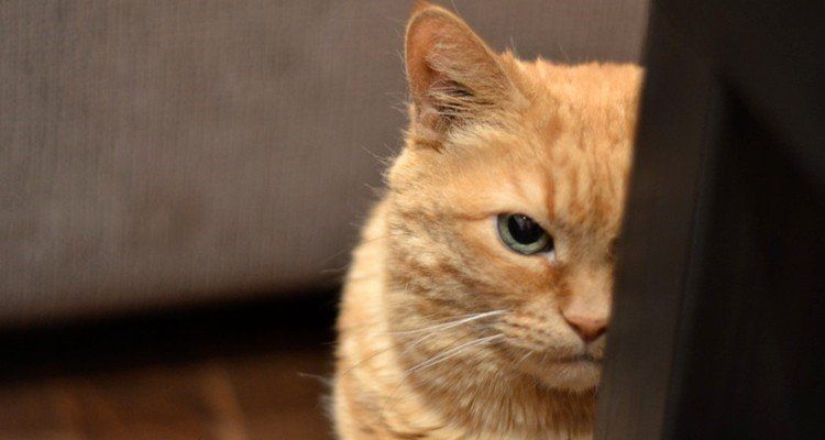 kattenfluisteraar gedragstherapie voor kat